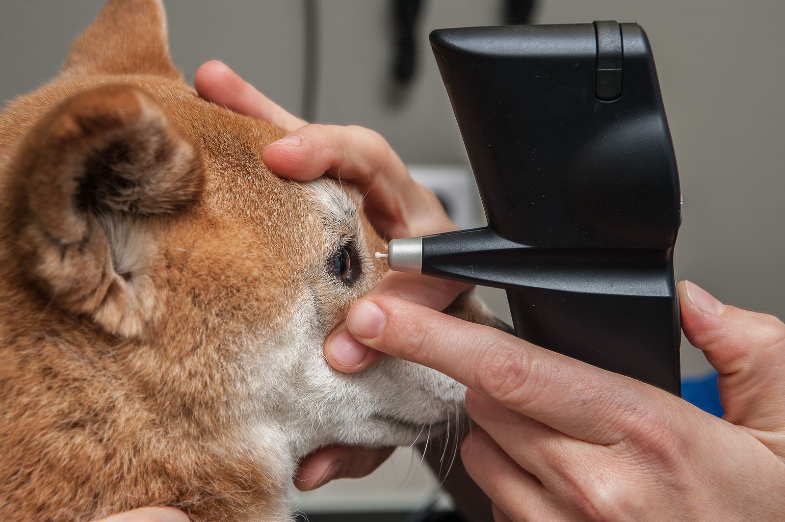 Specialist ophthalmic examination of a dog